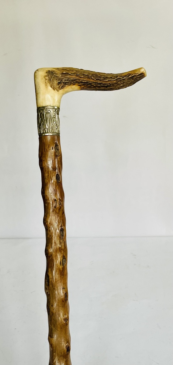 Walking Stick -photo-4